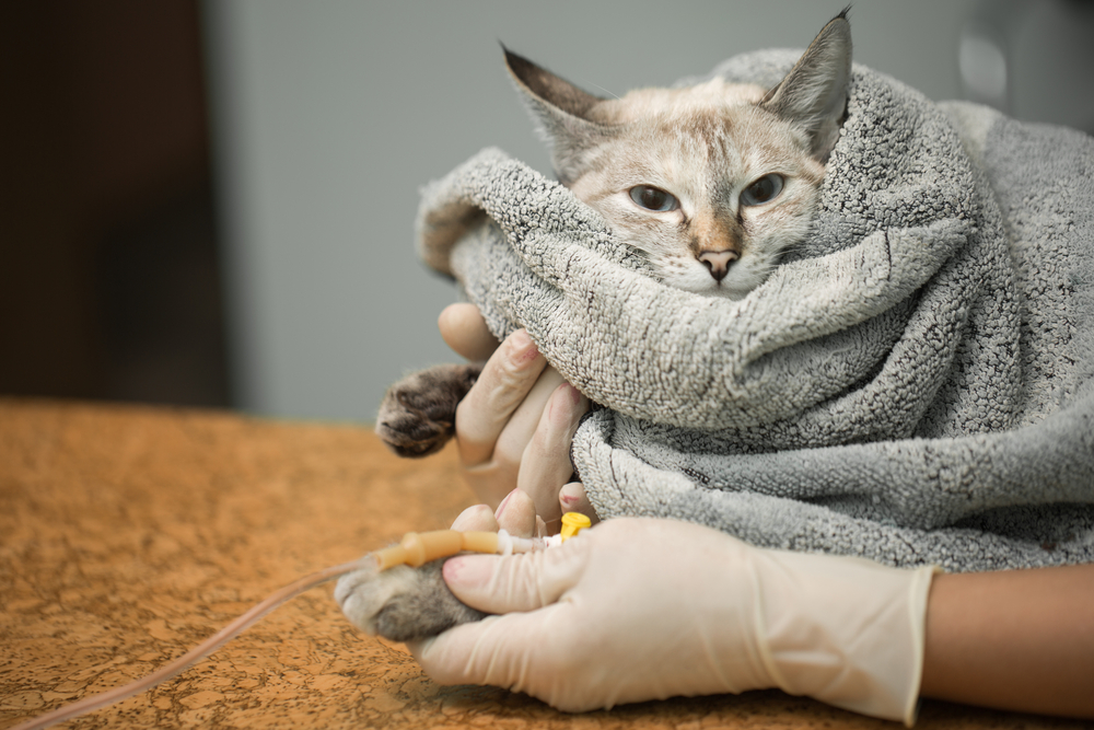 低体温に要注意！猫の体温が下がっているときはどうすればいい？