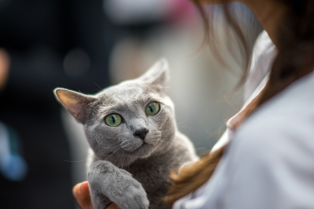 Russian Blue cat