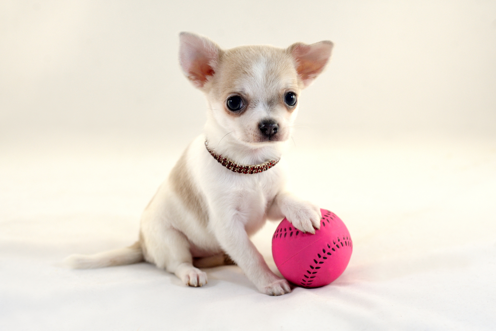 Cute short-haired white color miniature Chihuahua puppy with tennis ball on white background. The puppy is 2 month old on the picture.