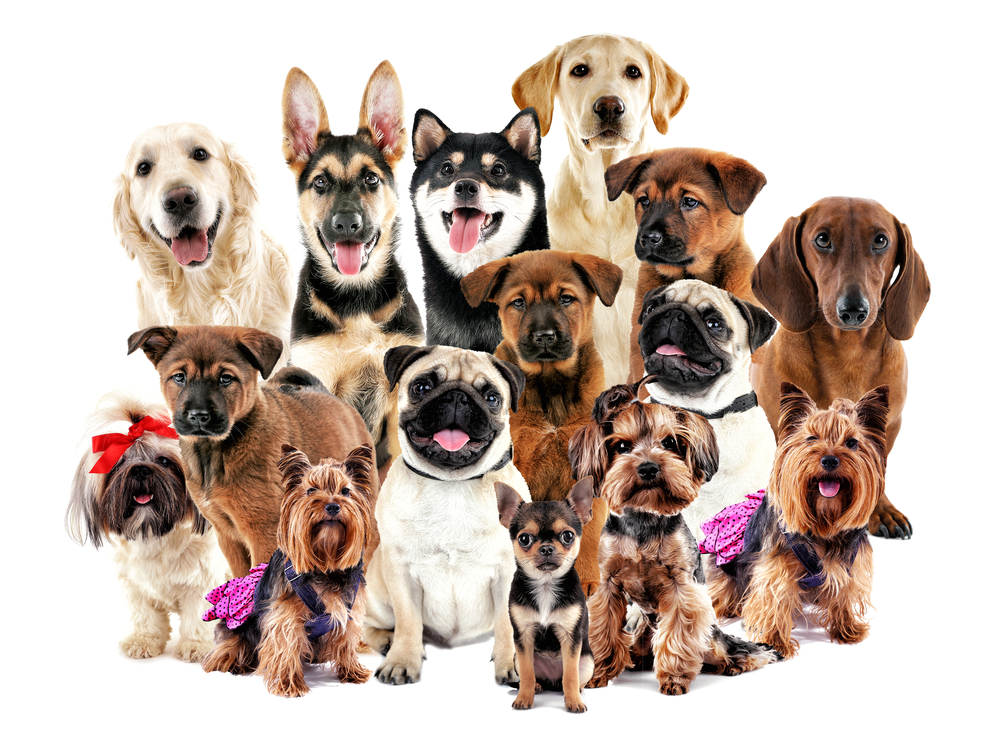 犬種グループの概要を紹介！10に分類された犬種の特徴を知ろう！
