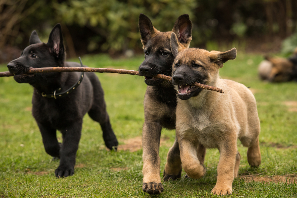 Three working line German shepherd puppies brings one stick