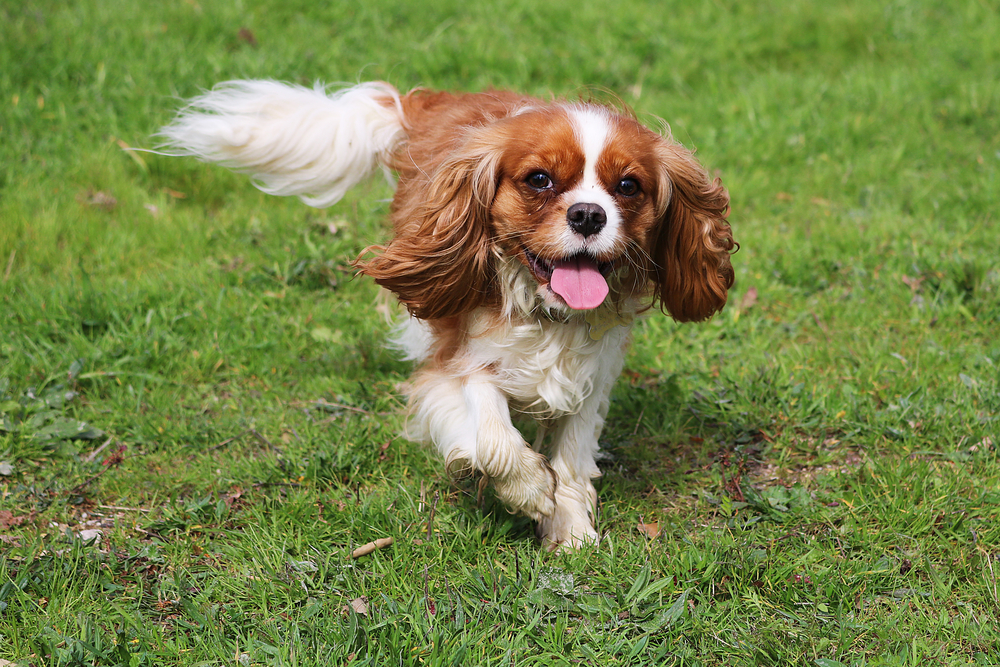 Cavalier King Charles Spaniel Dog Running