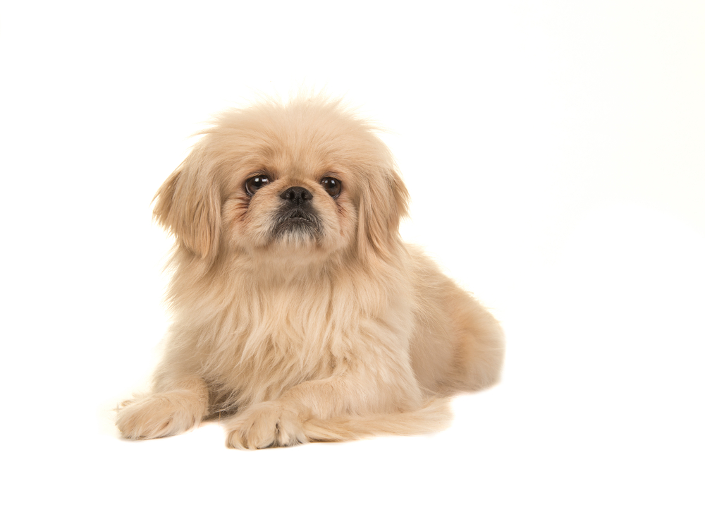 Blond adult tibetan spaniel dog seen from the side facing the camera isolated on a white background