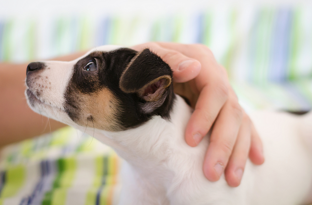 Jack russel terrier puppy is lying on the bed with colorful linens and the humans hand stroking dog, confidence trust concept, love between dog and human, soft focus, blur hand