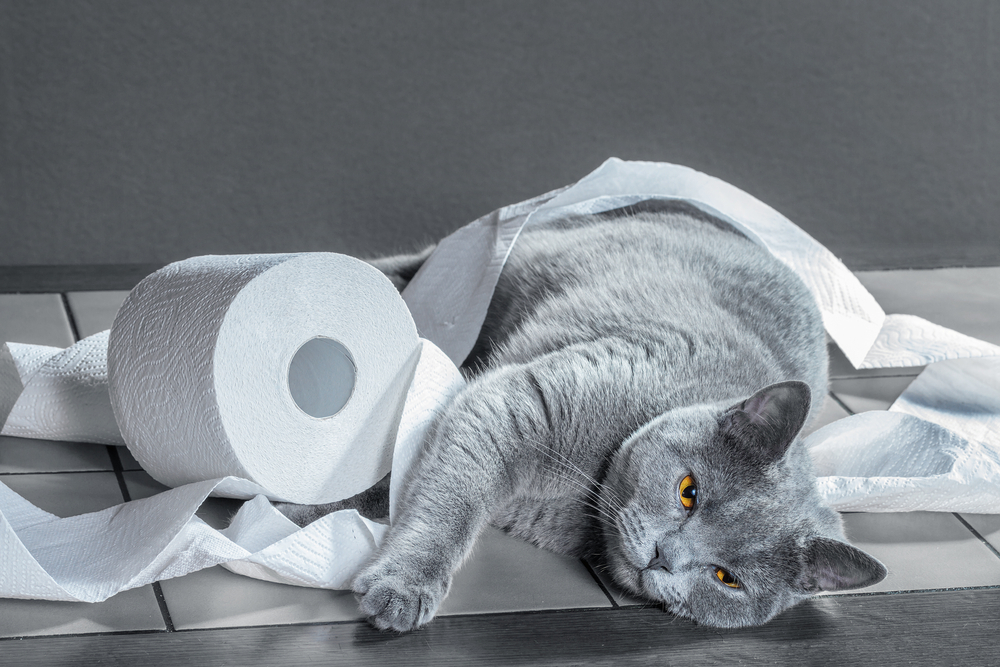 トイレットペーパーで遊ぶ猫