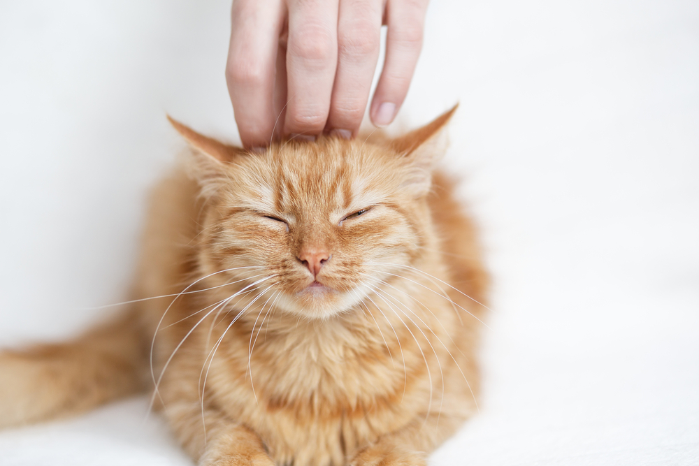 Human hand stroking the red-headed  cat