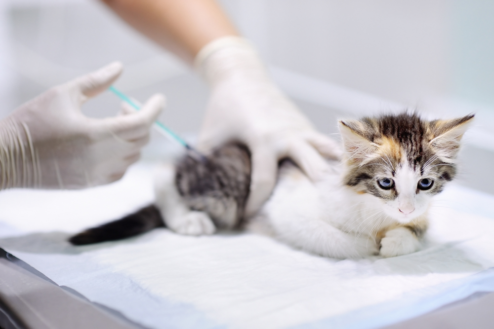 ワクチンを受ける子猫