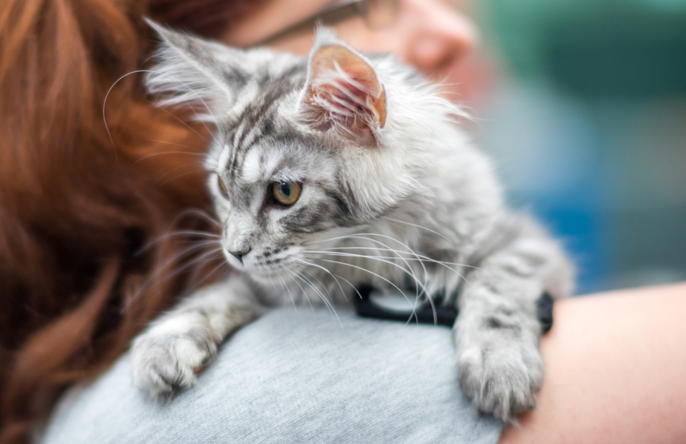 Maine Coon