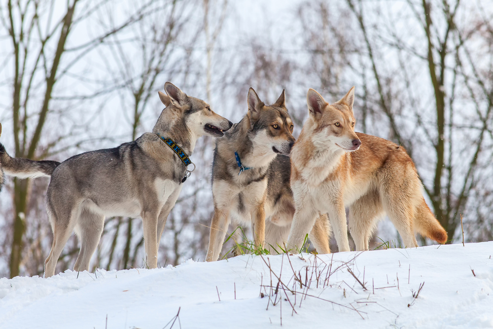 Saarloos Wolfdogs pack on snow