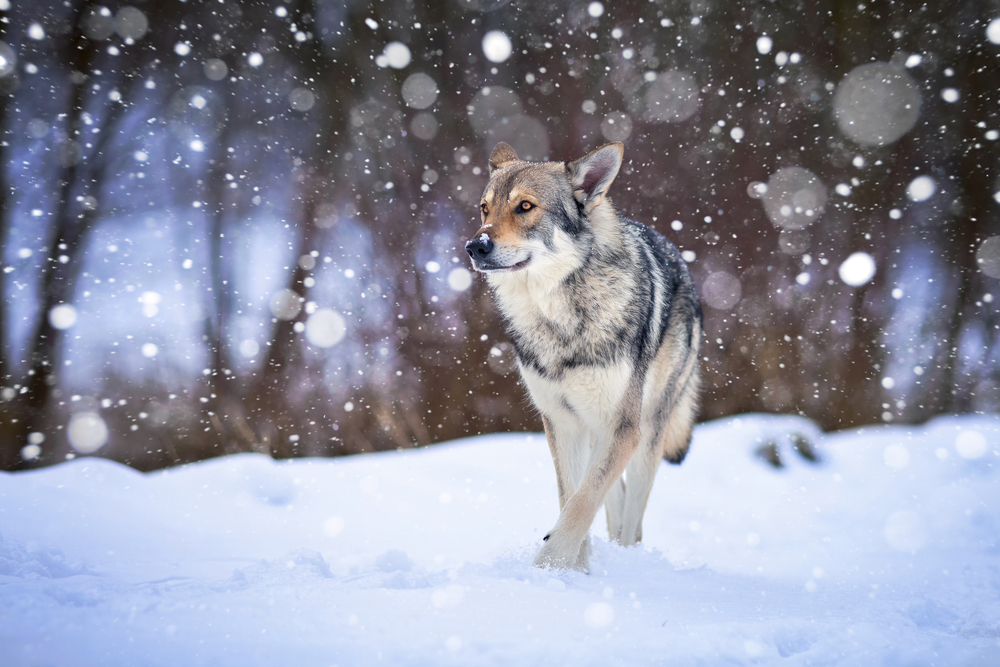 Saarloos Wolfdog walking in snow