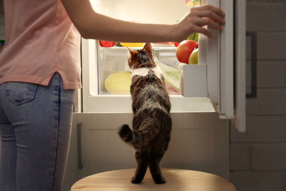 Young woman and cute funny cat looking inside open fridge