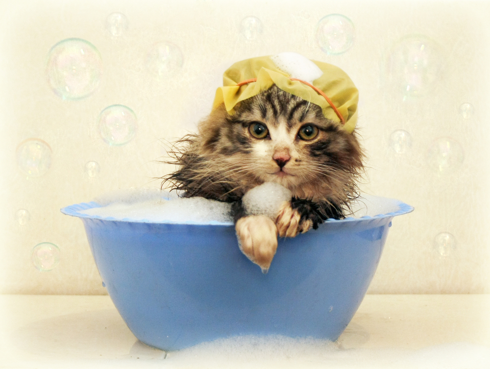 【猫のお風呂】必要性と入れる場合の注意点