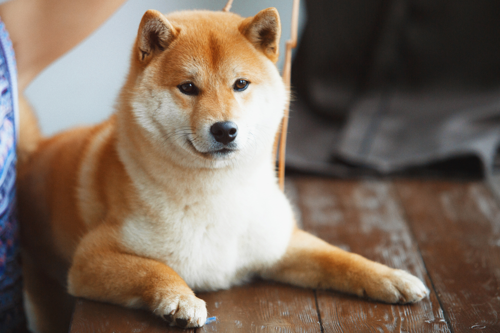 Japanese Shiba Inu dog near a window with the owner
