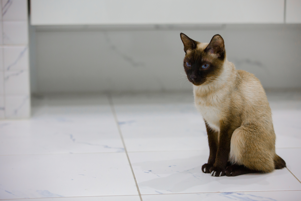 Small cat Scyth-toy-bob sitting on the bathroom tiles. Portrait of serious kitten.