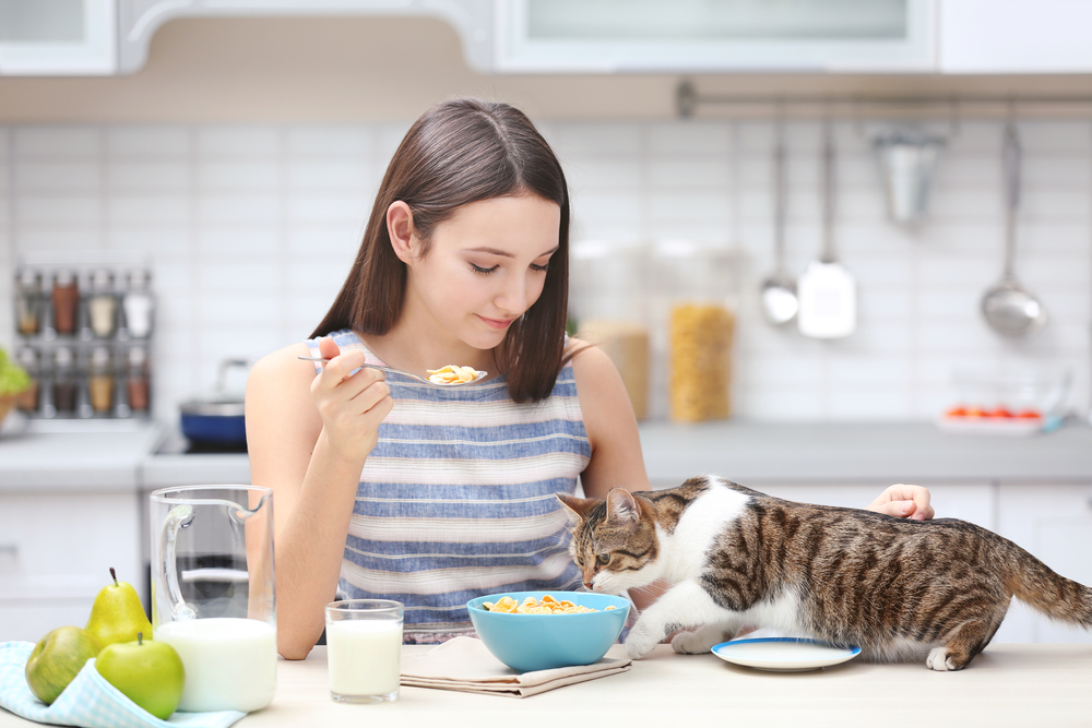 飼い主の食事に興味を示す猫