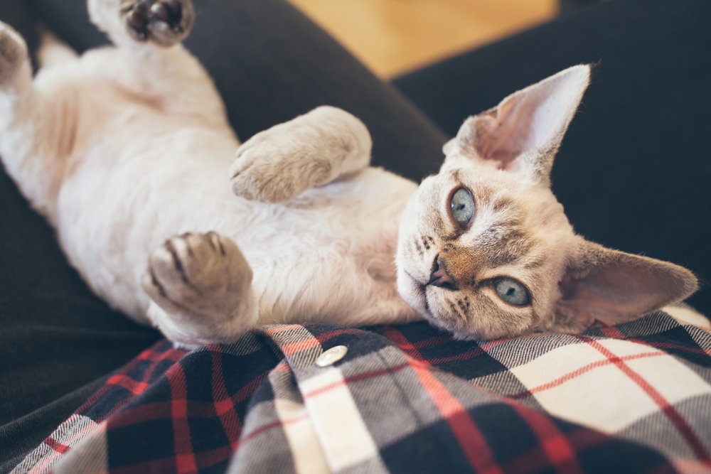 Beautiful Devon Rex cat is laying down on owners lap and  looking directly at camera. Very cute little kitten. Love and care concept
