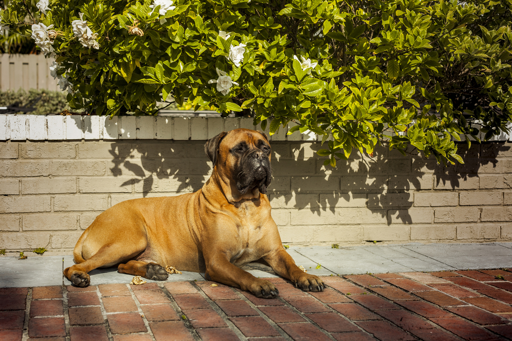 Beautiful and elegant bullmastiff dog lying on the ground safe keeping the house