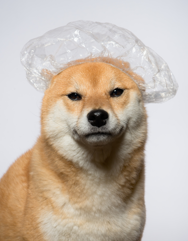 Dog Wearing Shower Cap