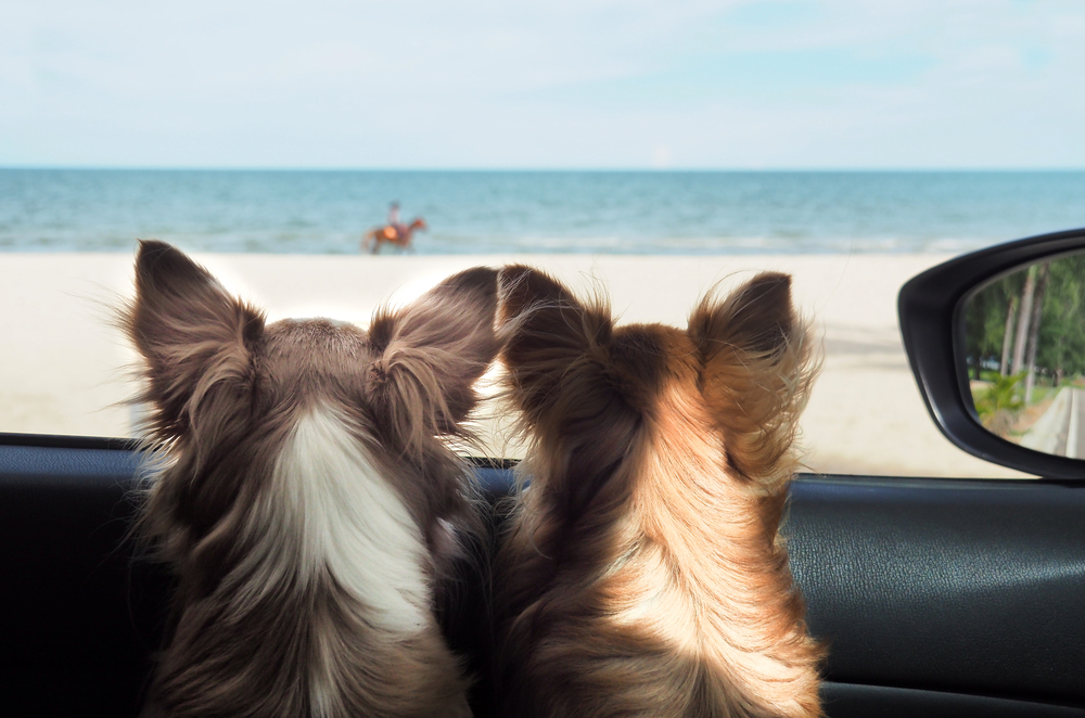two happy chi hua hua dog in a car looking to the sea or the beach from the cars window on vacation or holiday. Happy dog in car. Dog on vacation or holiday. Dogs and the sea.