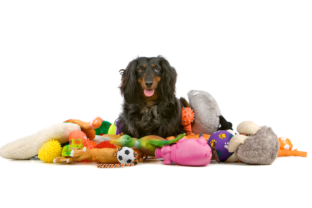 old dachshund sitting on a pile of toys