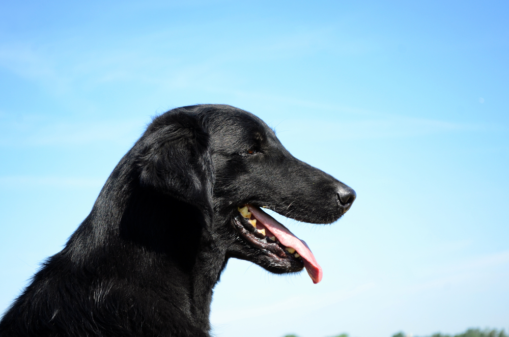 Typical Flat Coated Retriever in the meadow
