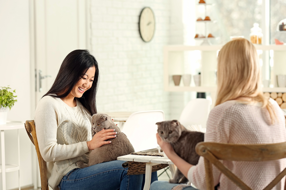 猫カフェで猫と触れ合う二人の女性