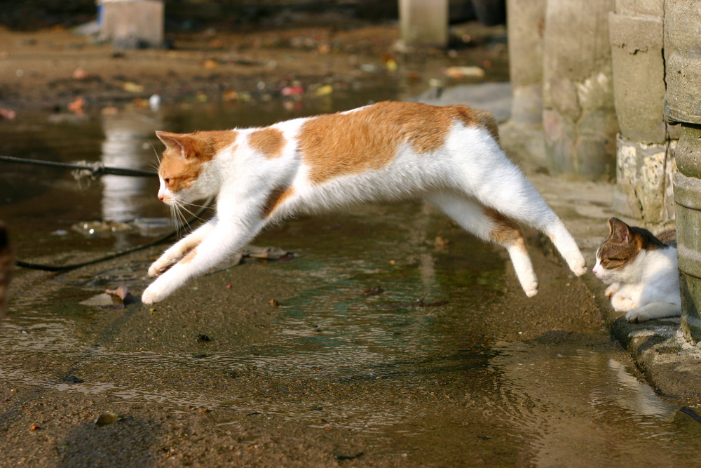 猫はどこまでジャンプできるのか？猫のジャンプについてまとめ