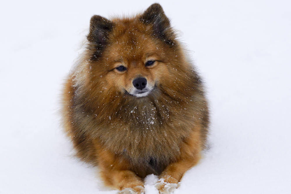 the little dog is sitting or standing on the white snow,breed German Spitz, closeup