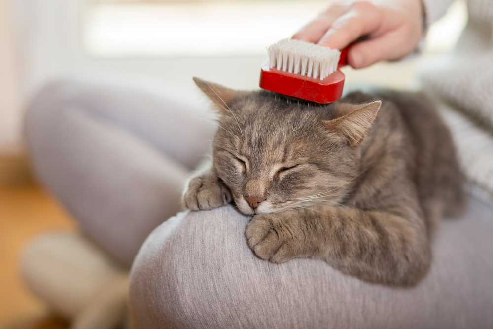 Tabby cat lying in her owners lap and enjoying while being brushed and combed. Selective focus