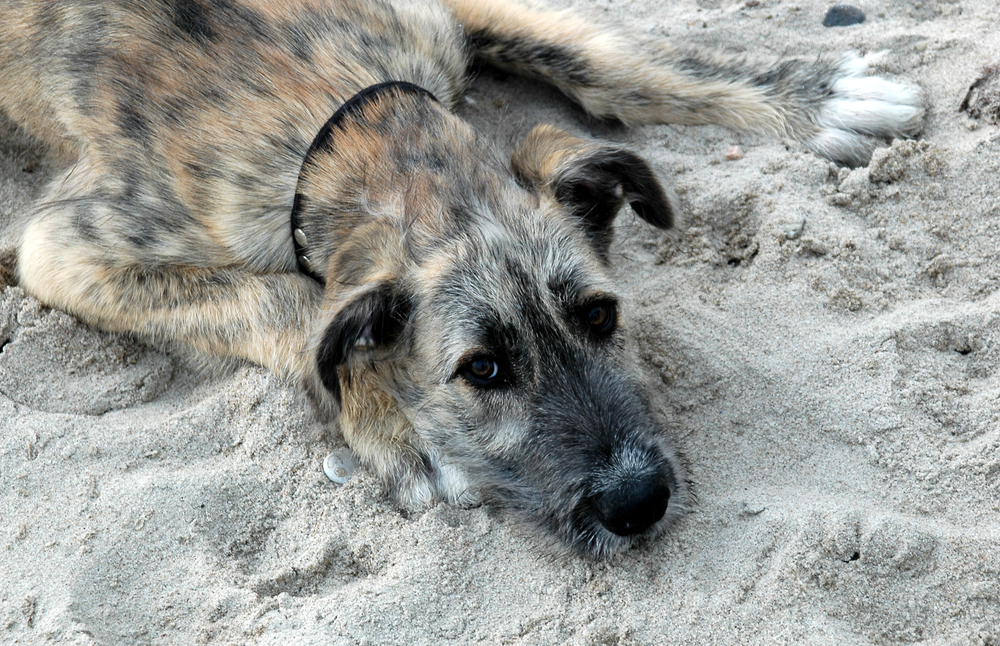 Facial photo of a young irish wolfhound laying in sand.