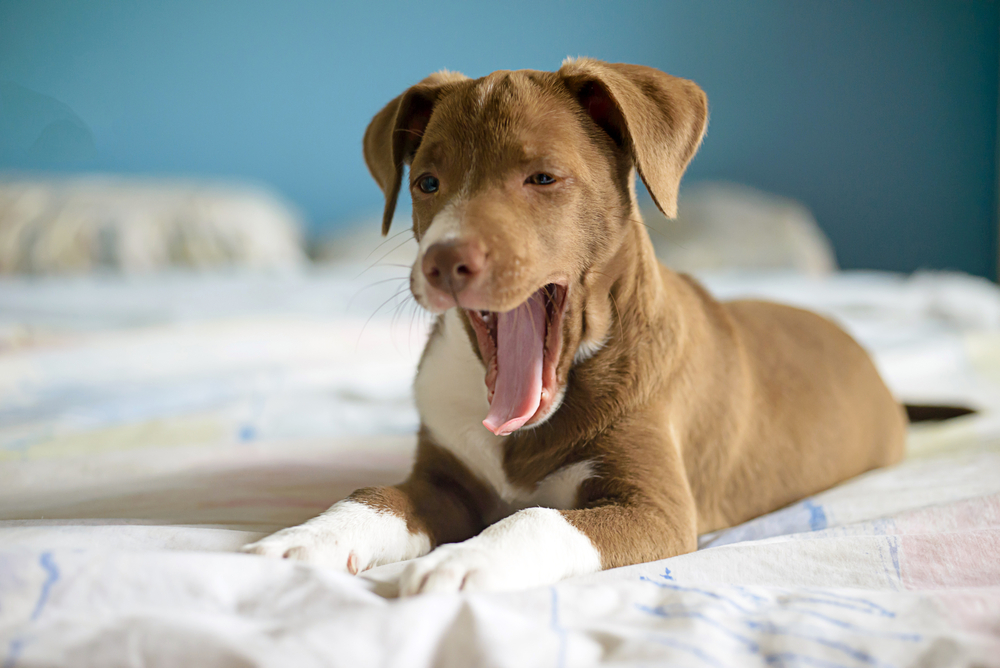 ベッドの上であくびをしている犬