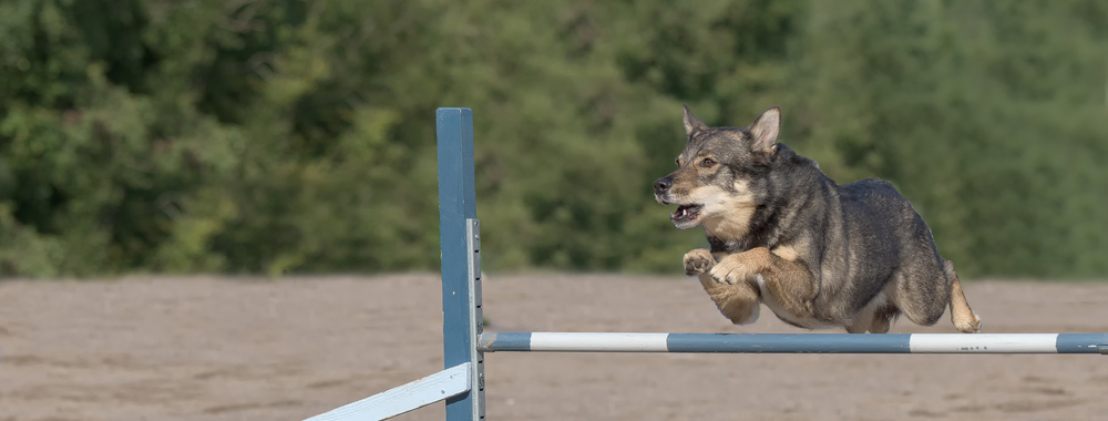 Lapponian Herder jumps over an agility hurdle. Sized to fit for cover image on popular social media site