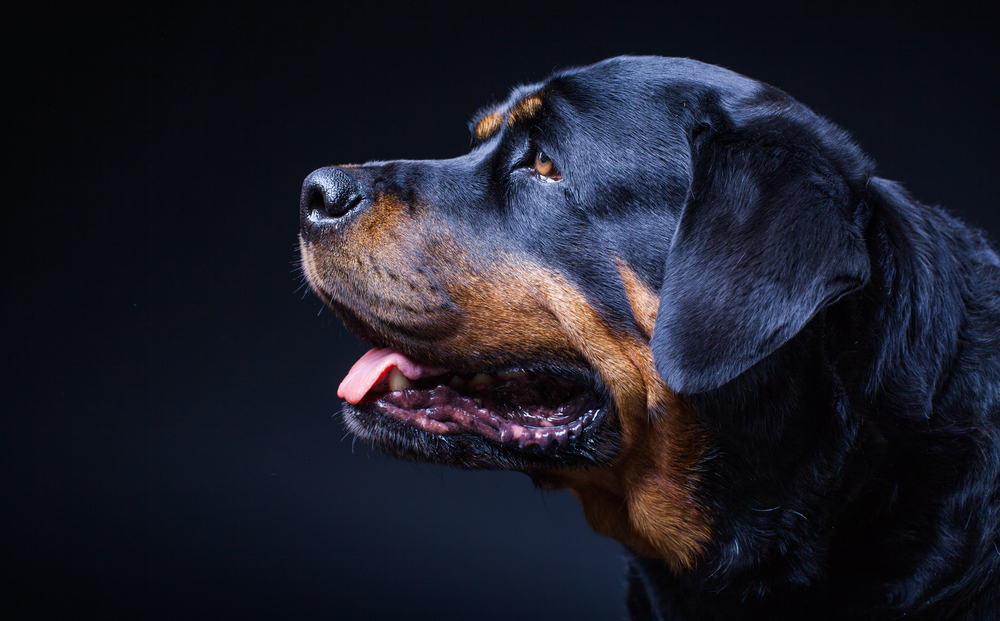 black dog isolated on black background, rottweiler singing, pedigree dog barking 