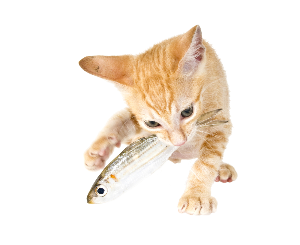 魚をくわえる子猫