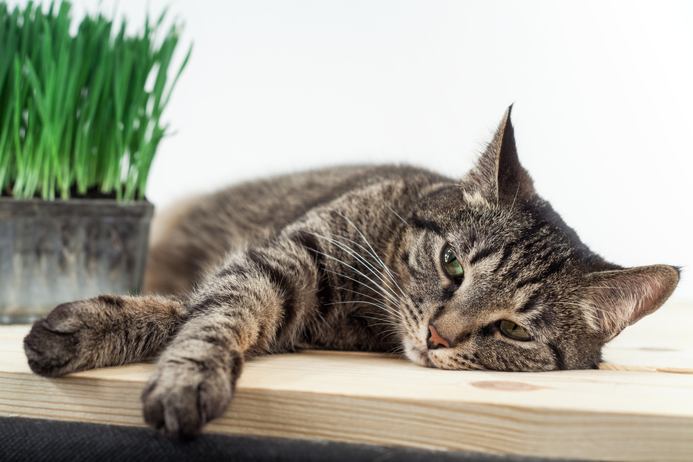 【獣医師監修】猫がすぐ横になるのはどうして？考えられる理由や注意点を解説【2023年版】