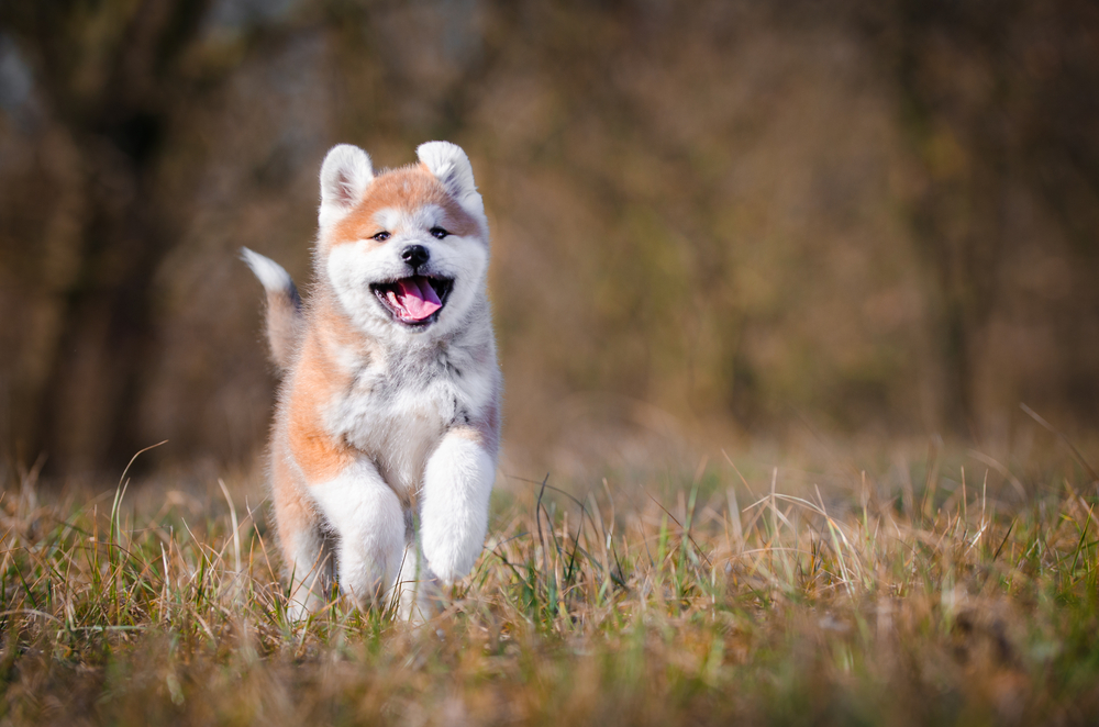 Akita inu dog playing on the grass