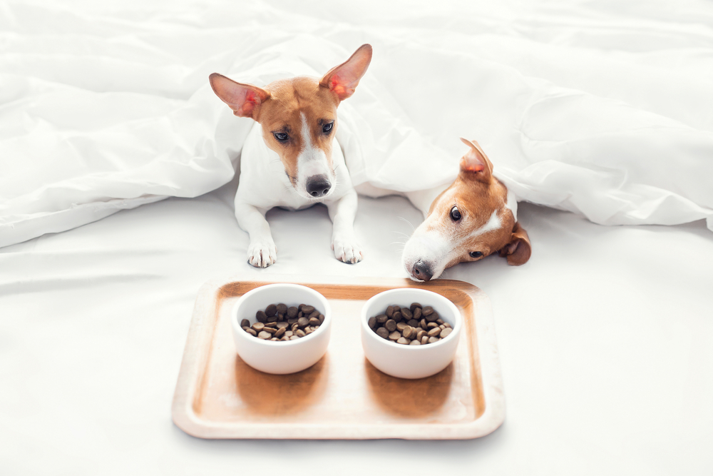 Jack Russell Terrier have breakfast in bed