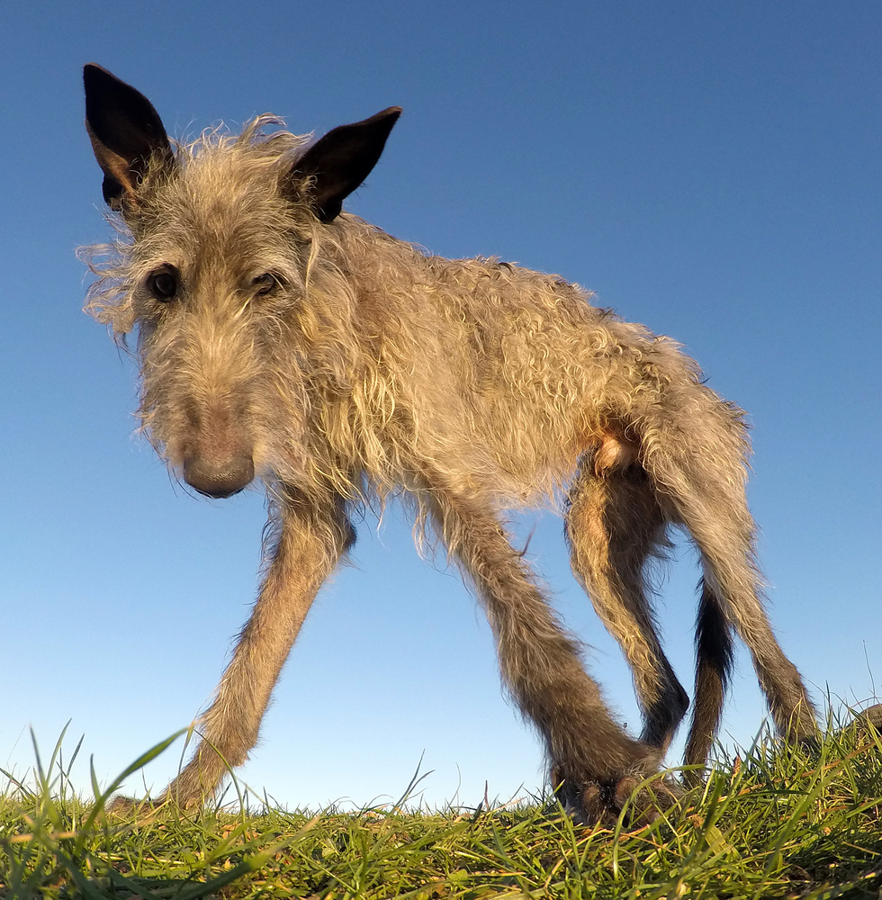 Low angle view with a wide angle lens, of an attentive elderly Scottish Deerhound searching the ground for goodies.  