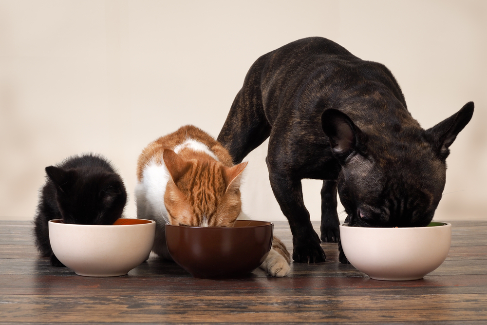 ご飯を食べる子猫と猫と犬