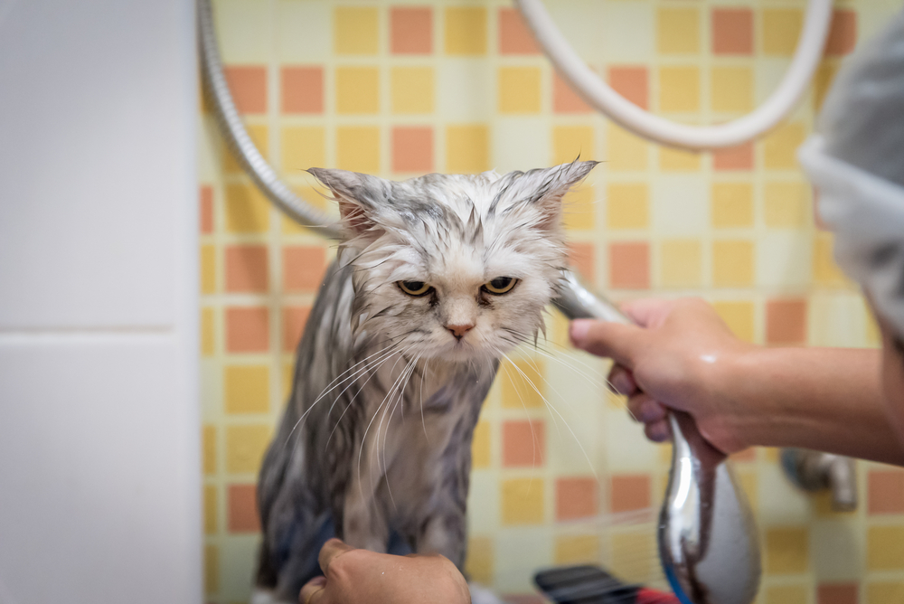Bath or shower to a Persian chinchilla cat ,feel bored, cat hate bath time.