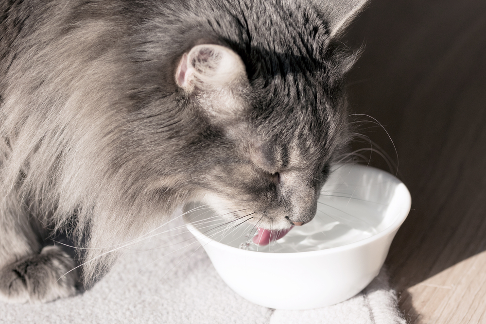 【獣医師監修】猫に冷たい水はNG？猫が飲みやすい水と水に関係する猫の病気【2023年版】