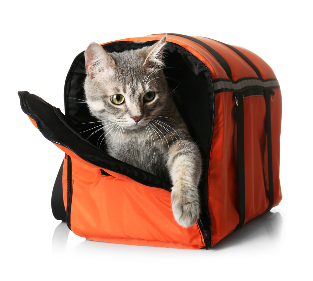 Cat in carrier bag on white background