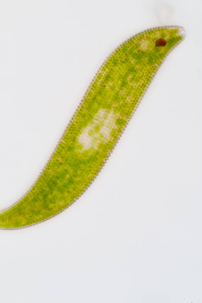 Euglena is a genus of single-celled flagellate Eukaryotes under  microscopic view.