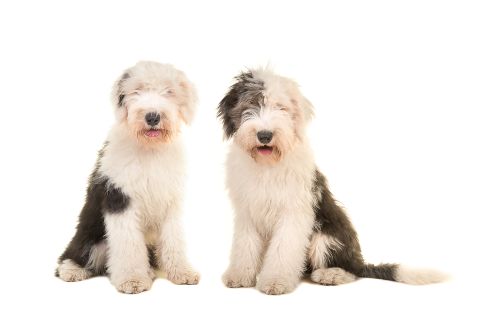 Two sitting young adult english sheep dogs looking at the camera isolated on a white background