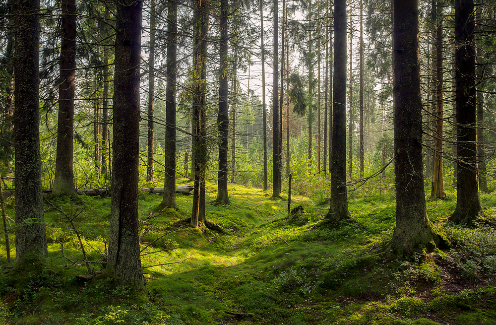Dark forest background. Karelia forest trees