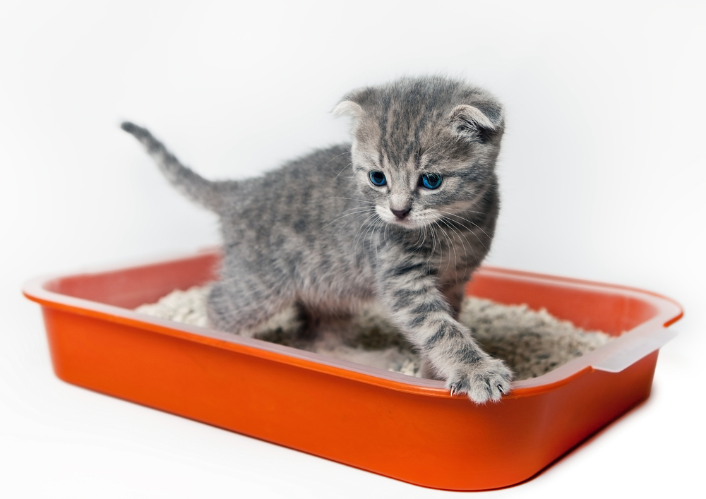 The kitten in the tray. Housebreaking.