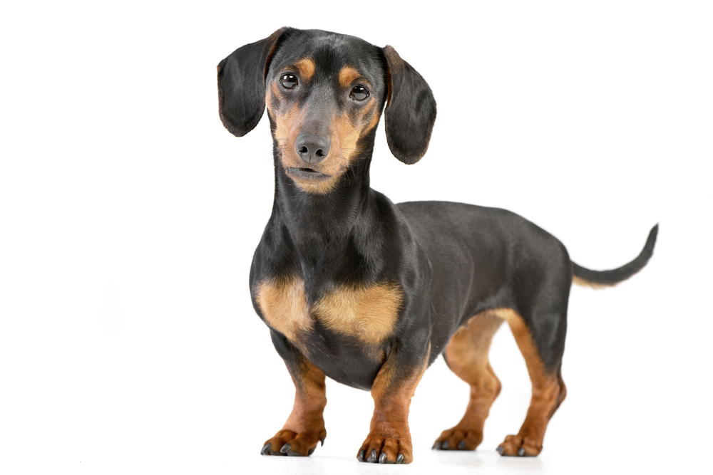 Studio shot of an adorable Dachshund standing on white background.