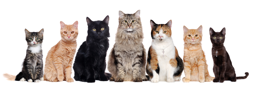 猫は種類によって毛の長さが違う？短毛と長毛それぞれの特徴や猫種を紹介！