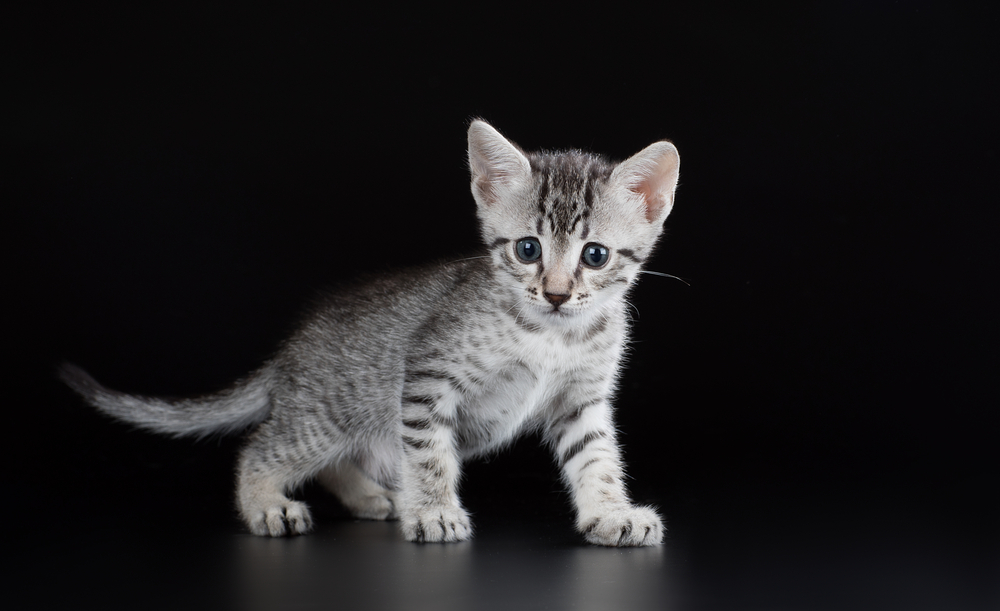 Cute kitten Egyptian Mau on a black background isolated
