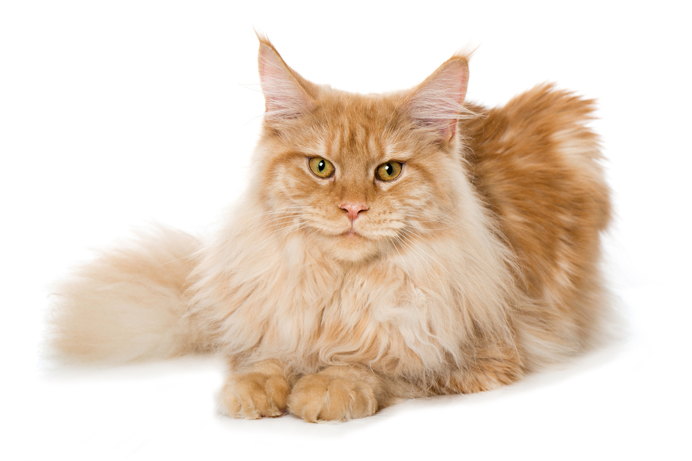 Maine Coon cat isolated on white